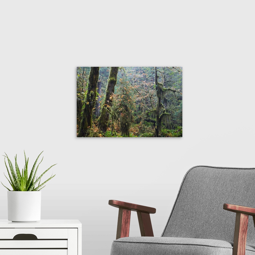 A modern room featuring Moss draping trees in old-growth forest, Hoh Rain Forest, Olympic National Park, Washington