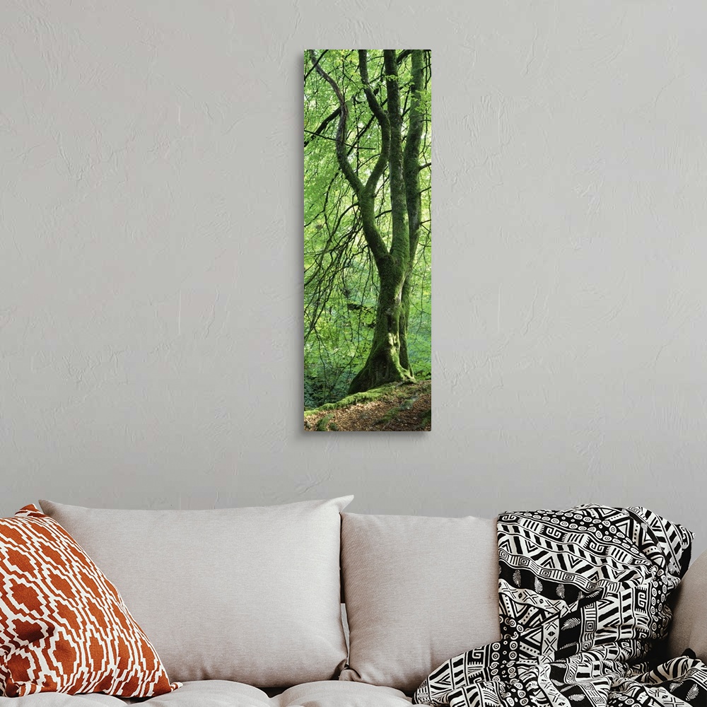 A bohemian room featuring Single tree in a forest with trunk covered in moss and lichen, standing the edge of a slope with ...