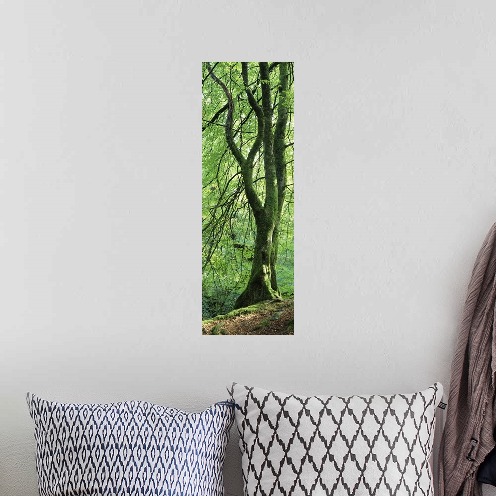 A bohemian room featuring Single tree in a forest with trunk covered in moss and lichen, standing the edge of a slope with ...