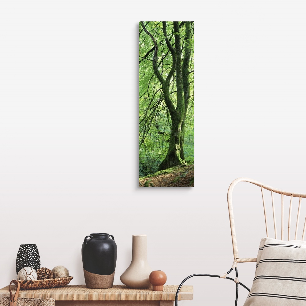 A farmhouse room featuring Single tree in a forest with trunk covered in moss and lichen, standing the edge of a slope with ...