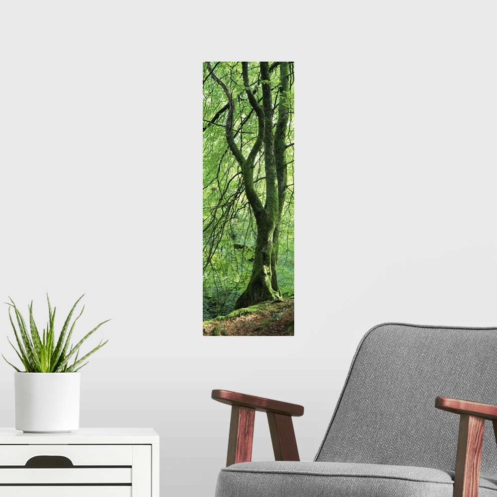 A modern room featuring Single tree in a forest with trunk covered in moss and lichen, standing the edge of a slope with ...