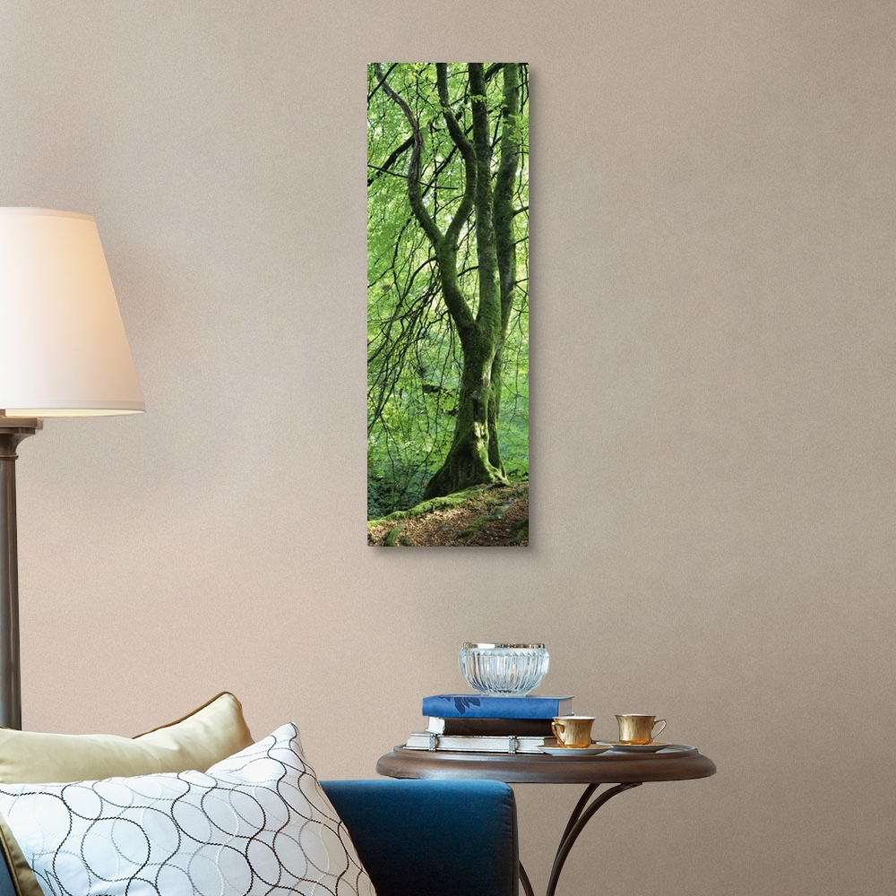 A traditional room featuring Single tree in a forest with trunk covered in moss and lichen, standing the edge of a slope with ...