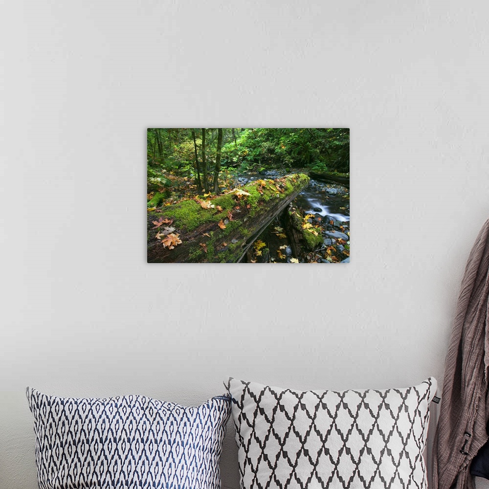A bohemian room featuring Big photo canvas of a log with moss over a stream.