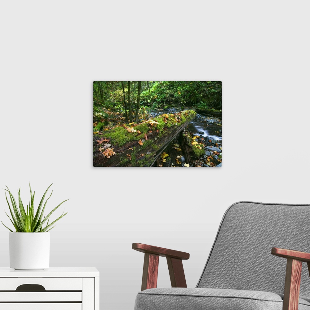 A modern room featuring Big photo canvas of a log with moss over a stream.