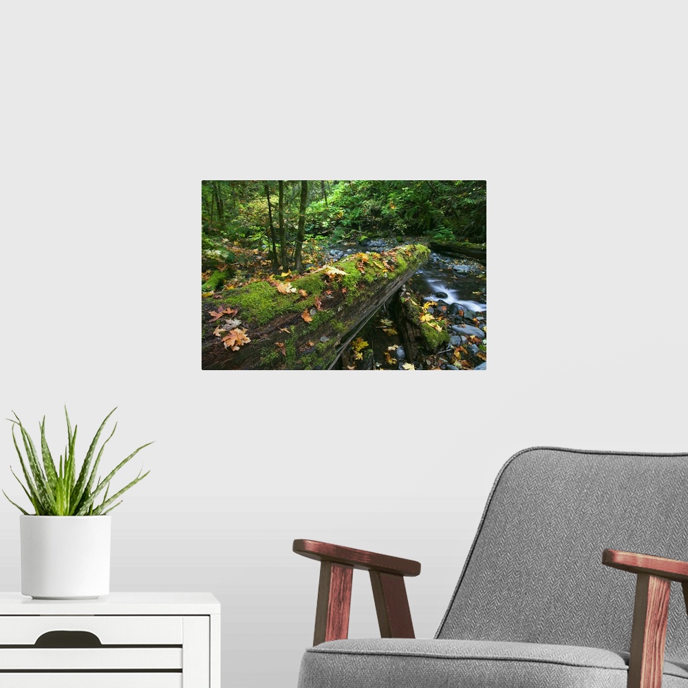 A modern room featuring Big photo canvas of a log with moss over a stream.