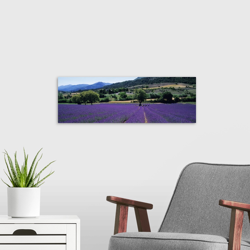 A modern room featuring Mountain behind a lavender field, Provence, France