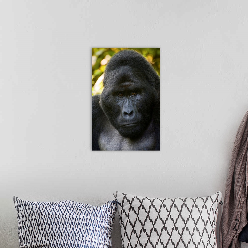 A bohemian room featuring Mountain gorilla (Gorilla beringei beringei), Bwindi Impenetrable National Park, Uganda