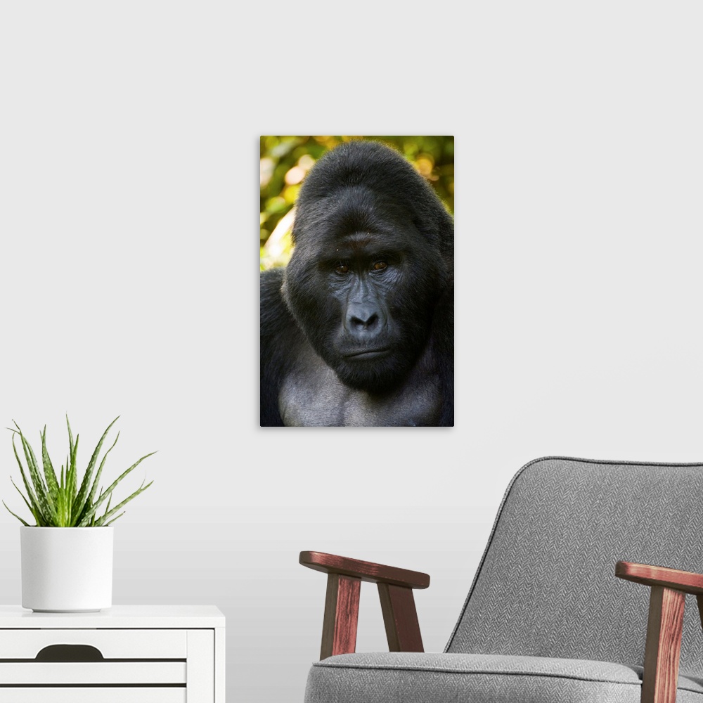A modern room featuring Mountain gorilla (Gorilla beringei beringei), Bwindi Impenetrable National Park, Uganda