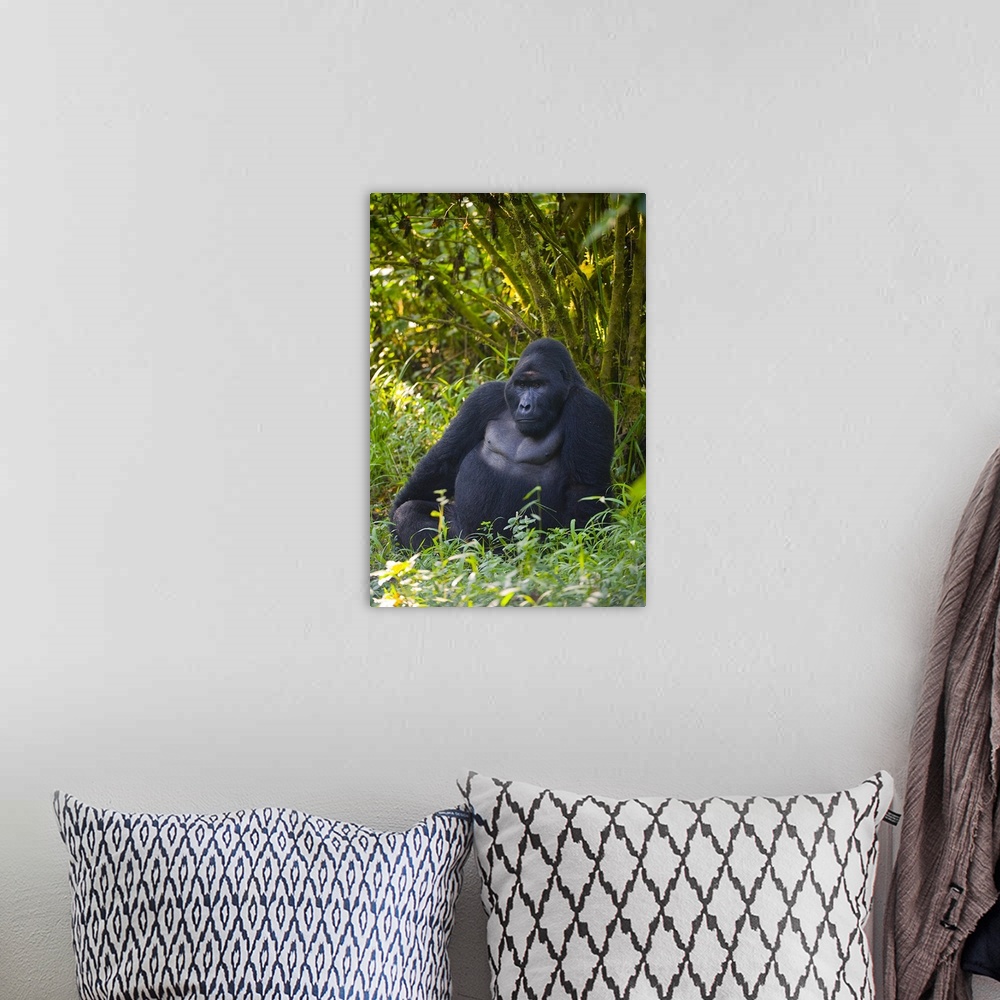 A bohemian room featuring Mountain gorilla (Gorilla beringei beringei) in a forest
