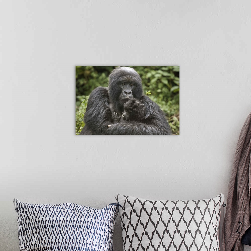 A bohemian room featuring Mountain gorilla (Gorilla beringei beringei) with its young, Rwanda