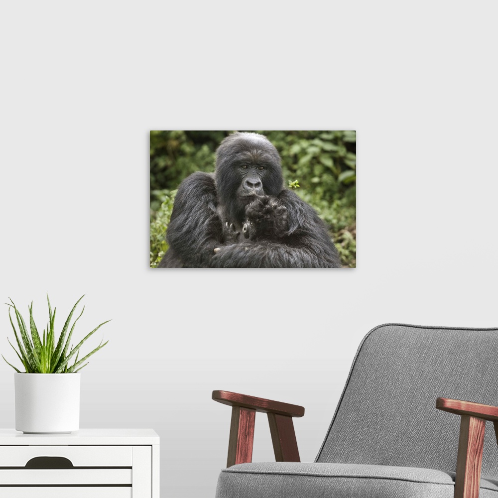 A modern room featuring Mountain gorilla (Gorilla beringei beringei) with its young, Rwanda
