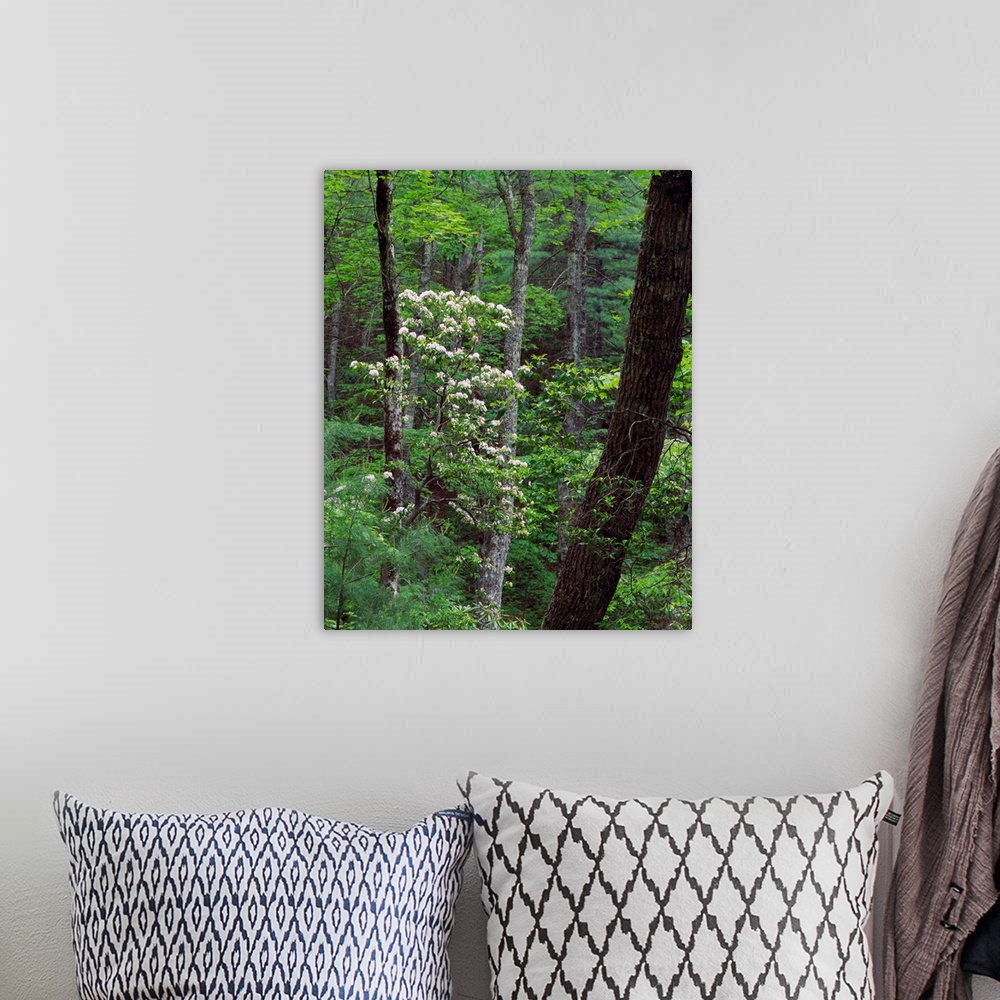 A bohemian room featuring Mountain laurel blooming in forest, Great Smoky Mountains National Park, Tennessee.