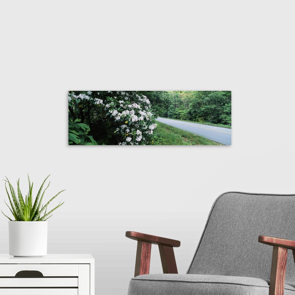 A modern room featuring Mountain Laurel (Kalmia latifolia) flowers at roadside, Blue Ridge Parkway, North Carolina