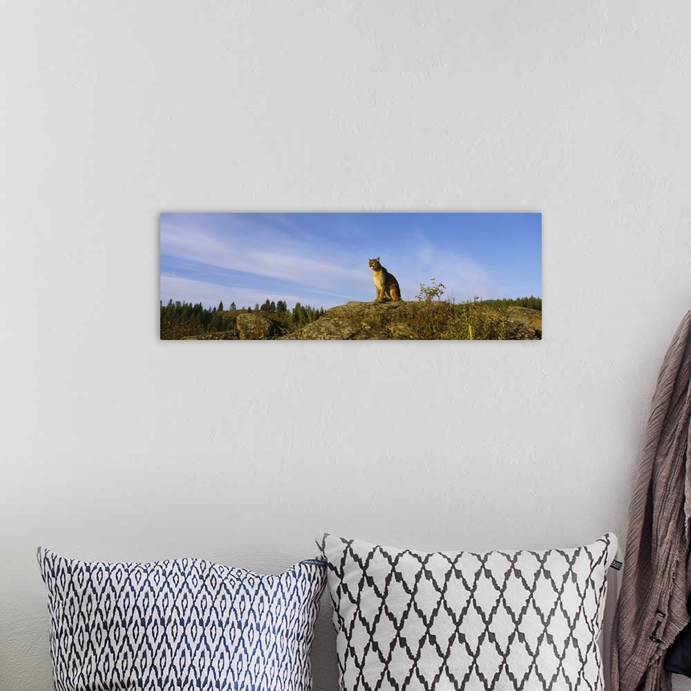 A bohemian room featuring Mountain Lion sitting on a rock, Montana, (Felis concolor)