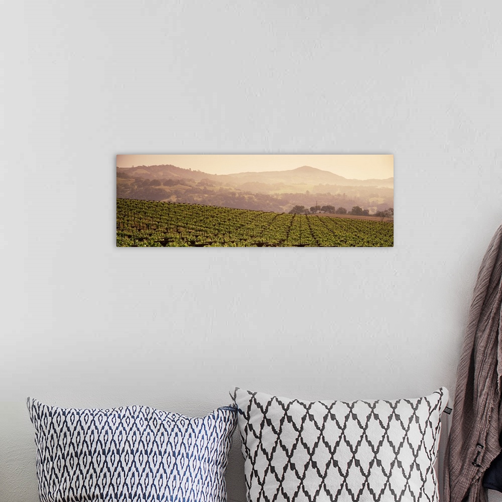 A bohemian room featuring Mountains in front of vineyards, Asti, California