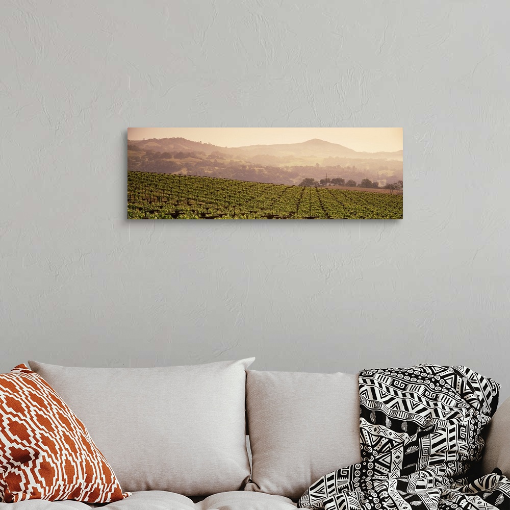 A bohemian room featuring Mountains in front of vineyards, Asti, California