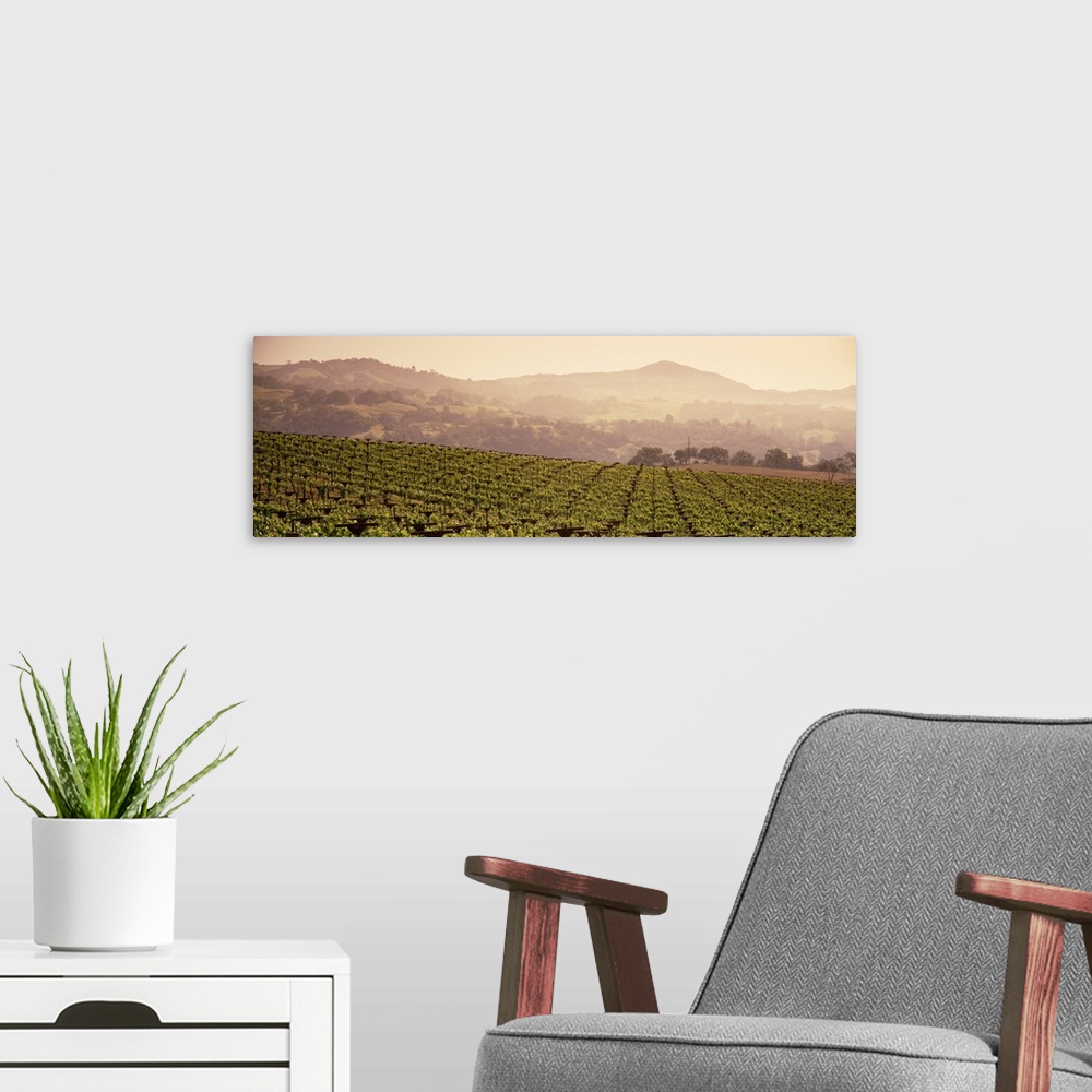 A modern room featuring Mountains in front of vineyards, Asti, California