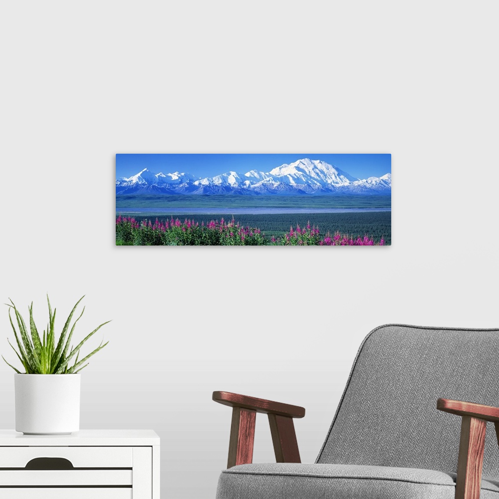 A modern room featuring Panoramic image of a snow-covered mountain range beyond a dense evergreen forest and a row of lup...