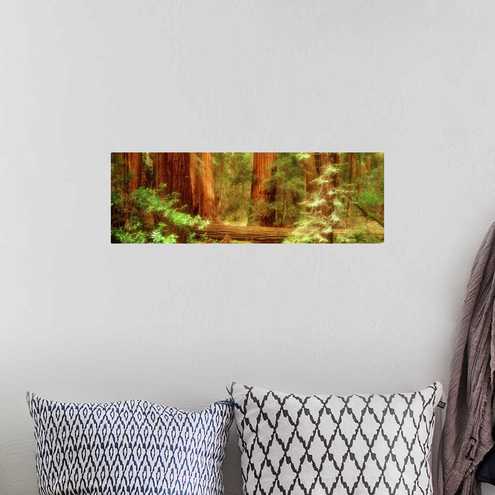 A bohemian room featuring Panoramic photograph displays a dense woodland occupied by large trees and surrounding vegetation...