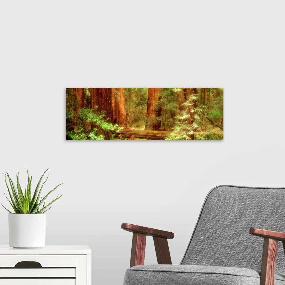 A modern room featuring Panoramic photograph displays a dense woodland occupied by large trees and surrounding vegetation...