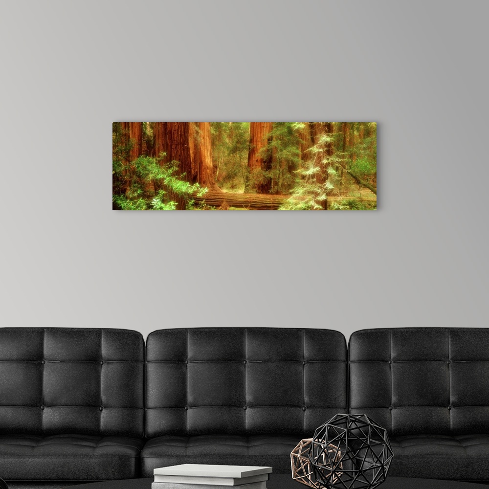 A modern room featuring Panoramic photograph displays a dense woodland occupied by large trees and surrounding vegetation...