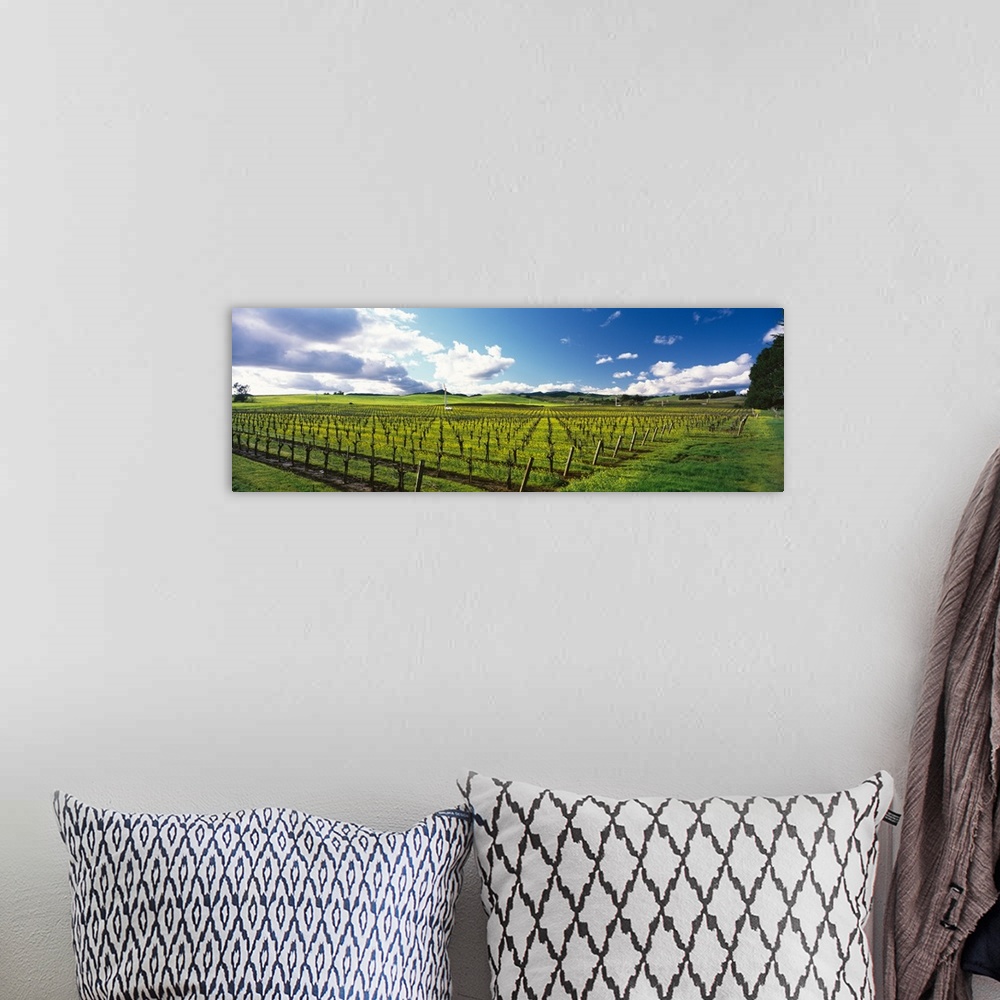 A bohemian room featuring Mustard crop in a vineyard, Carneros District, Napa Valley, Napa County, California