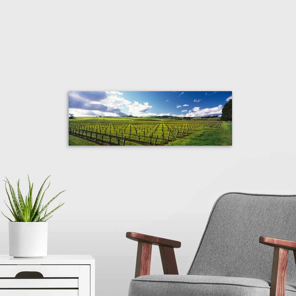 A modern room featuring Mustard crop in a vineyard, Carneros District, Napa Valley, Napa County, California