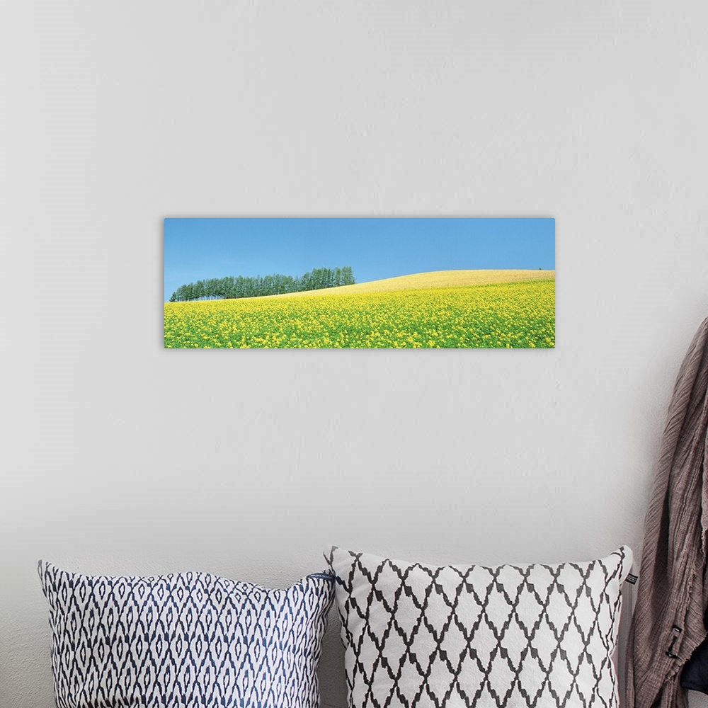 A bohemian room featuring Mustard field with blue sky in background