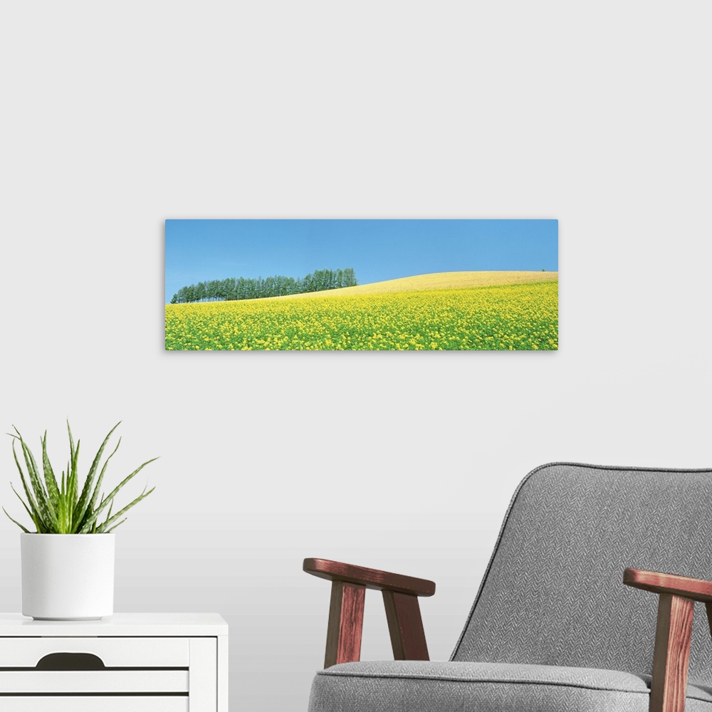 A modern room featuring Mustard field with blue sky in background