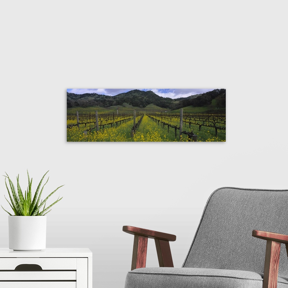 A modern room featuring Mustard plants growing in a vineyard Napa Valley Napa County California