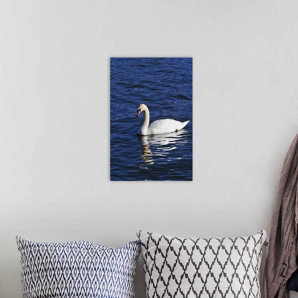 A bohemian room featuring Mute swan (Cygnus olor) swimming on river, water reflection, New York