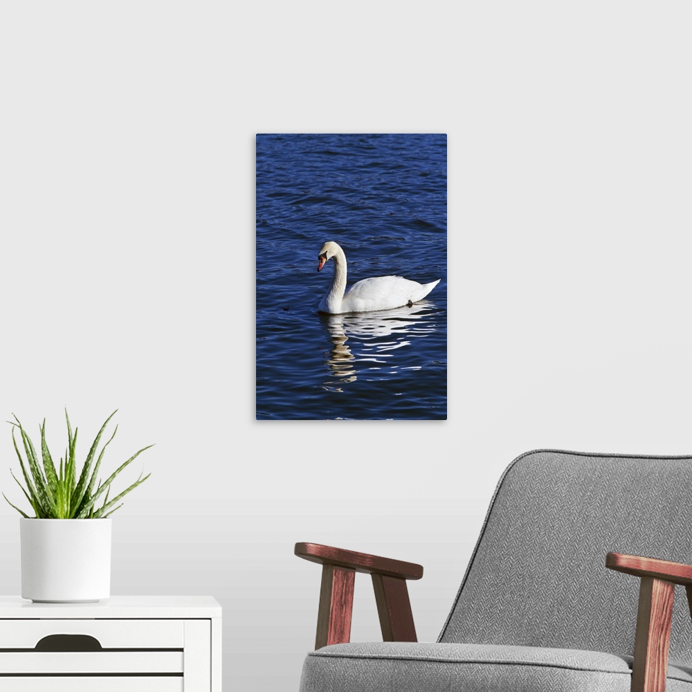 A modern room featuring Mute swan (Cygnus olor) swimming on river, water reflection, New York