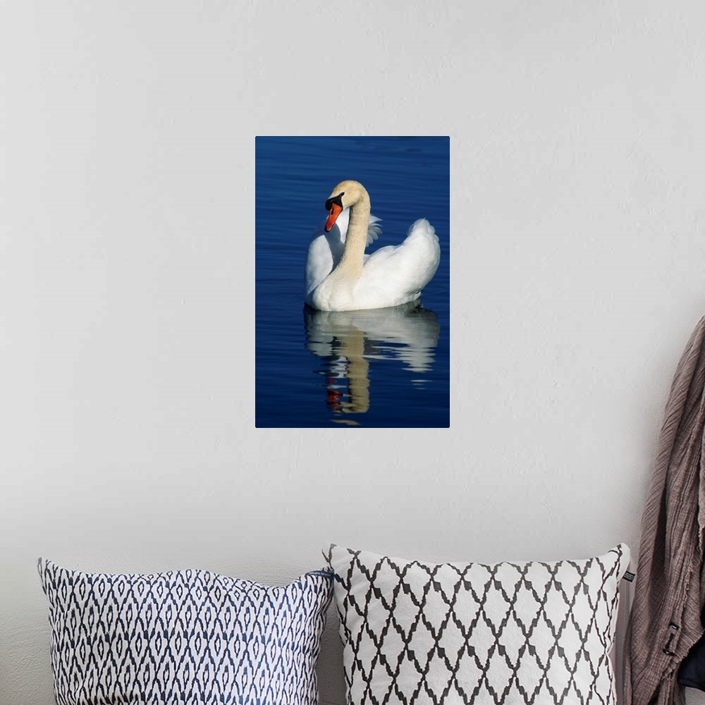 A bohemian room featuring Mute swan on calm water, Michigan