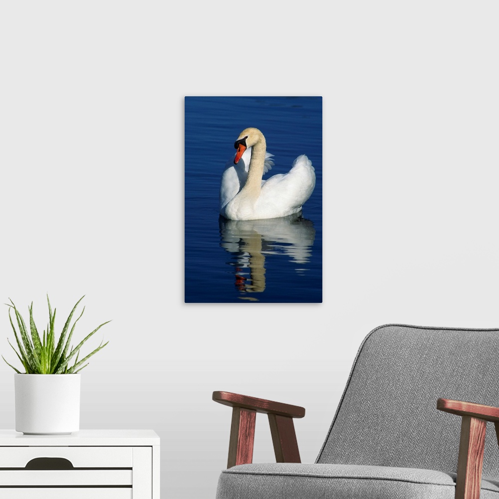 A modern room featuring Mute swan on calm water, Michigan