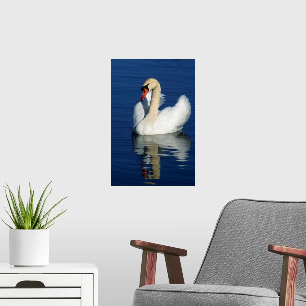 A modern room featuring Mute swan on calm water, Michigan