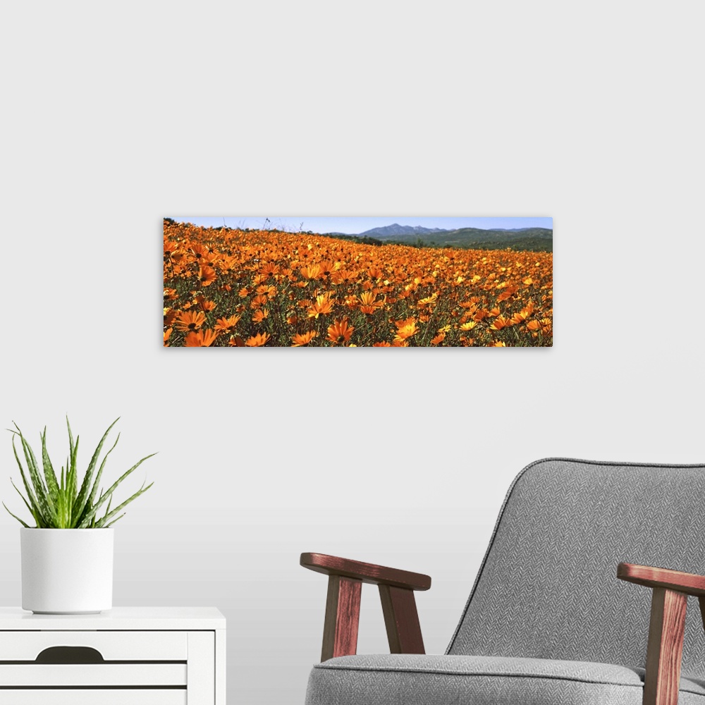 A modern room featuring Namaqua Parachute-Daisies flowers in a field, South Africa