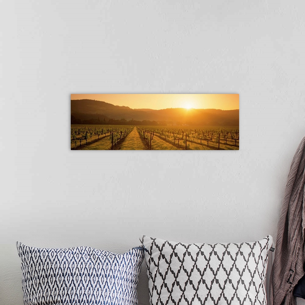 A bohemian room featuring A panoramic view of a Vineyard in Napa as the sun rises from behind the hills in the distance.