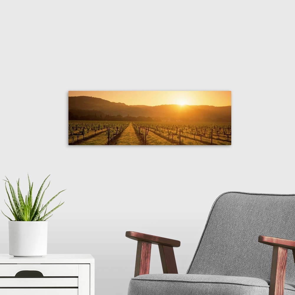 A modern room featuring A panoramic view of a Vineyard in Napa as the sun rises from behind the hills in the distance.