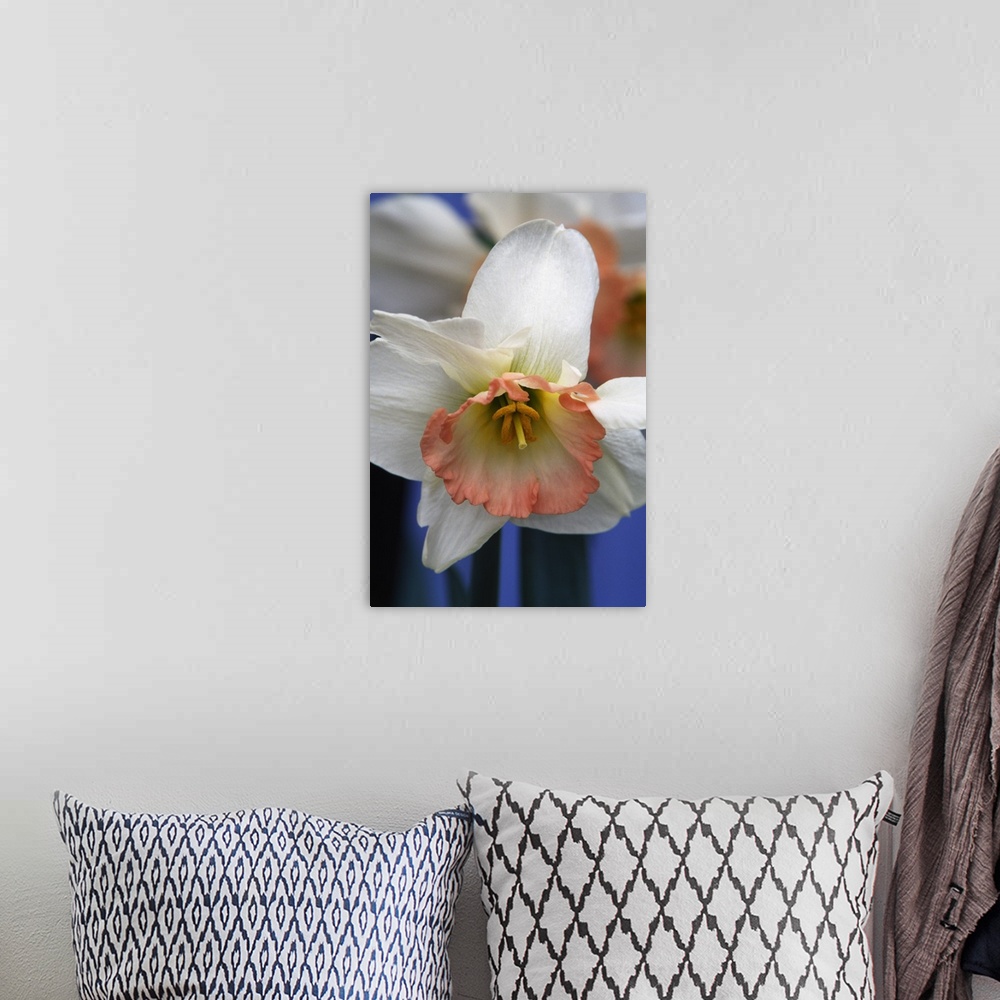 A bohemian room featuring Narcissus or daffodil flower blooming, close up.