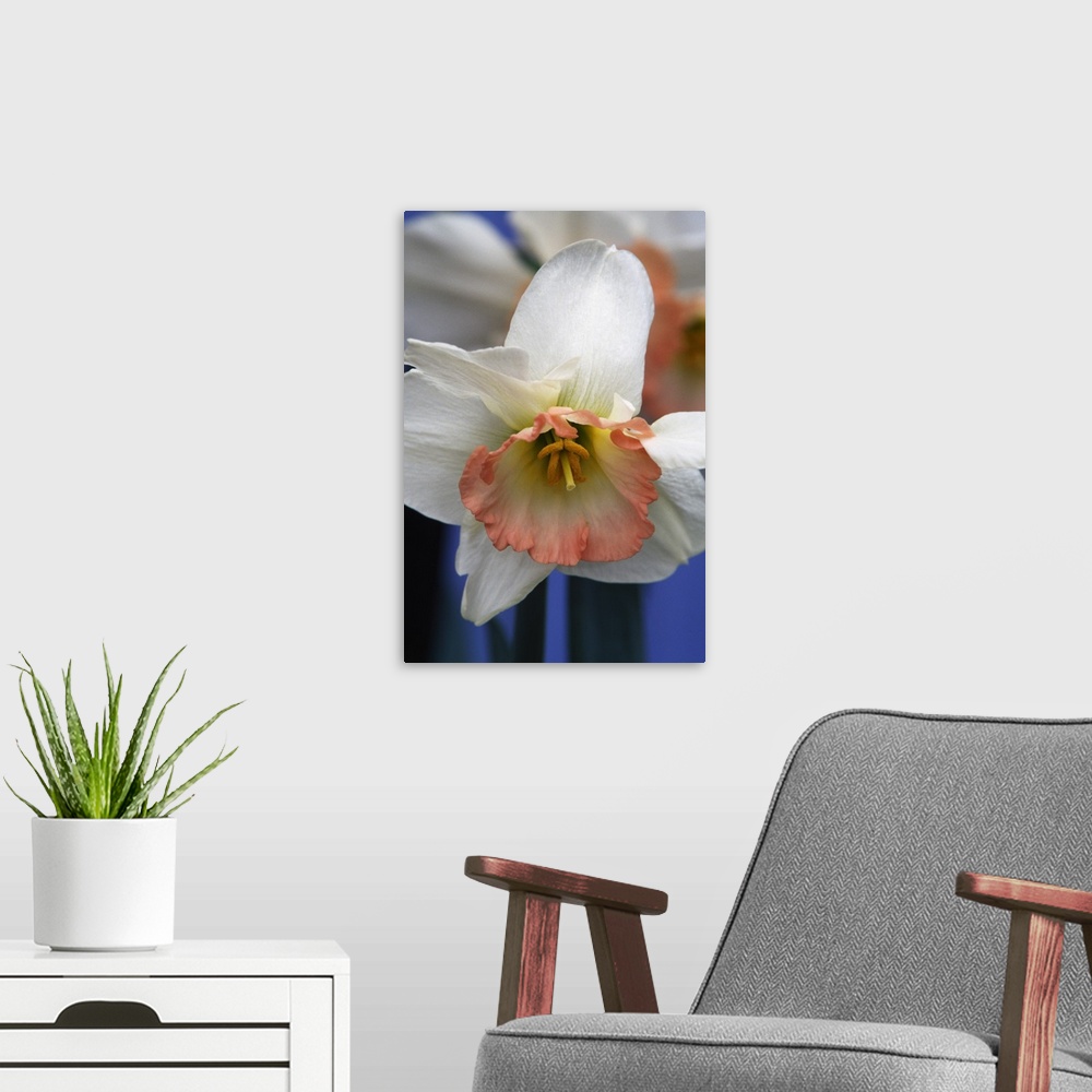 A modern room featuring Narcissus or daffodil flower blooming, close up.