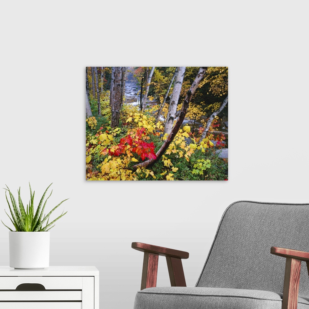 A modern room featuring Large canvas photo art of a thin autumn colored forest with a rocky and fast moving river running...