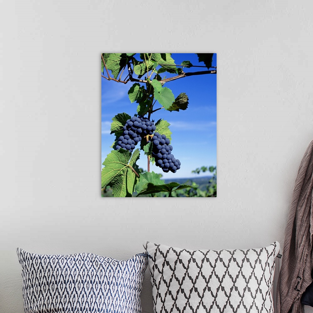 A bohemian room featuring New York, Finger Lakes, Lake Keuka, Hammondsport, Close-up of bunch of grapes on a vine
