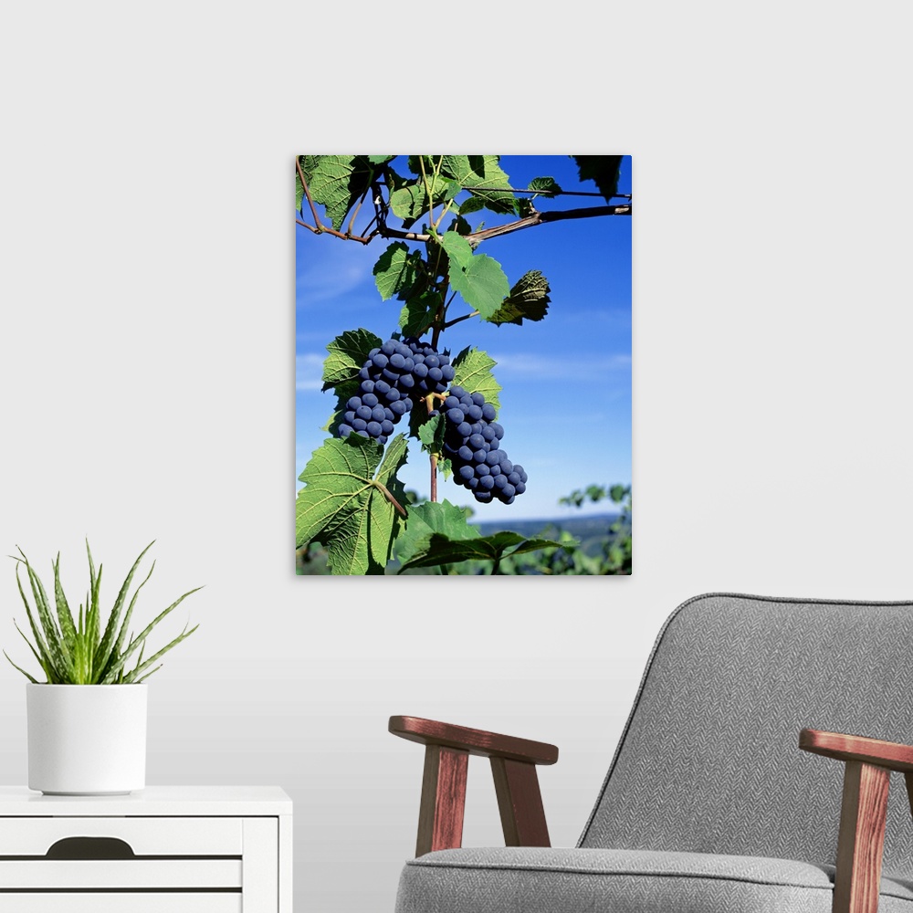 A modern room featuring New York, Finger Lakes, Lake Keuka, Hammondsport, Close-up of bunch of grapes on a vine