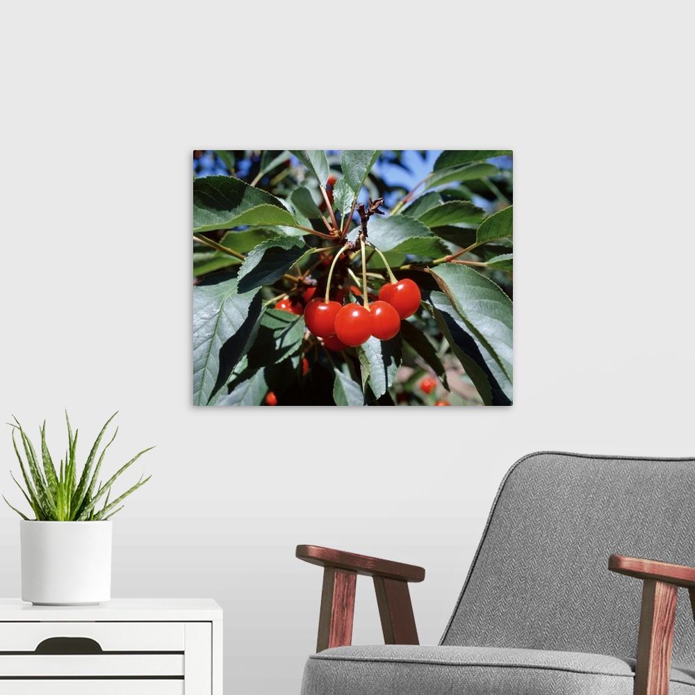 A modern room featuring New York, Sodus County, Close-up of cherries on a cherry tree