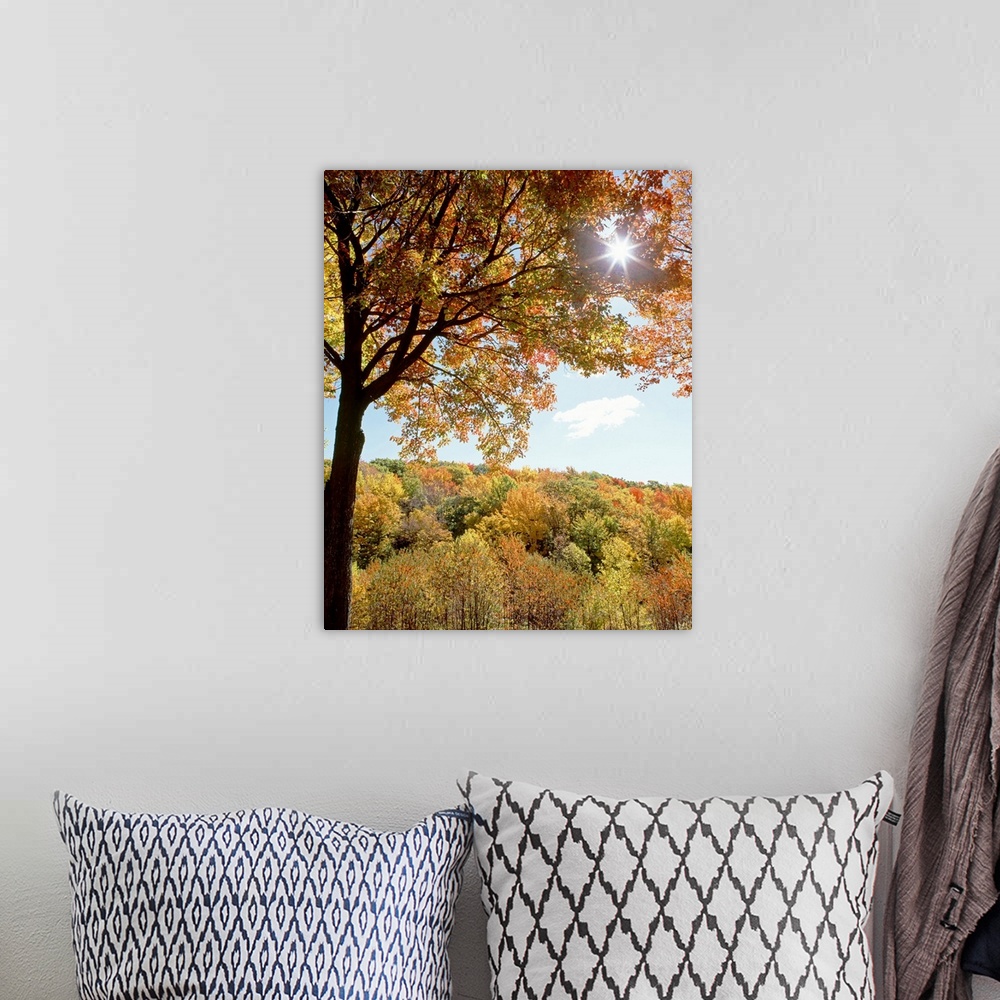 A bohemian room featuring New York State, Allegheny State Park, Autumn in the forest