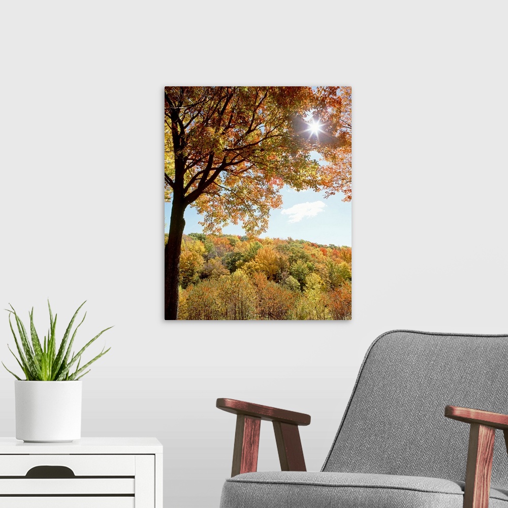 A modern room featuring New York State, Allegheny State Park, Autumn in the forest