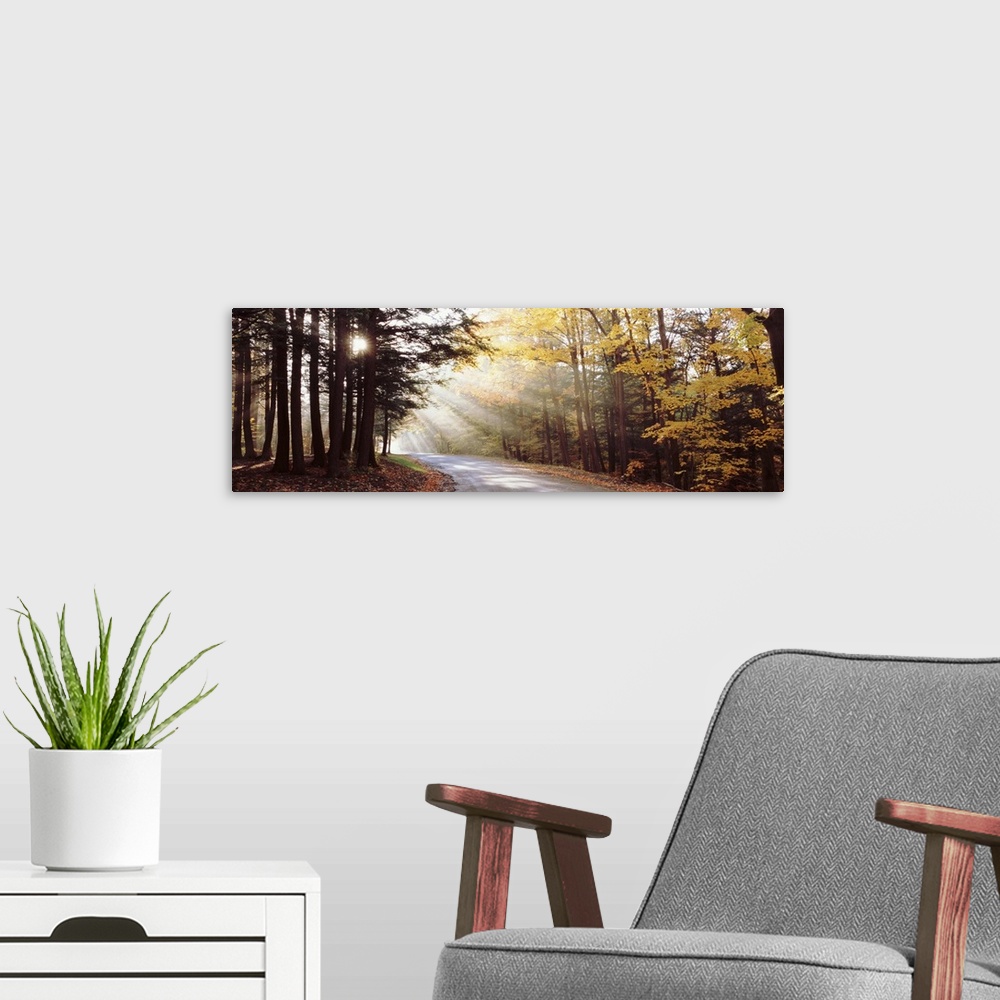 A modern room featuring New York State, Chestnut Ridge Park, Lights passing through trees in the woods