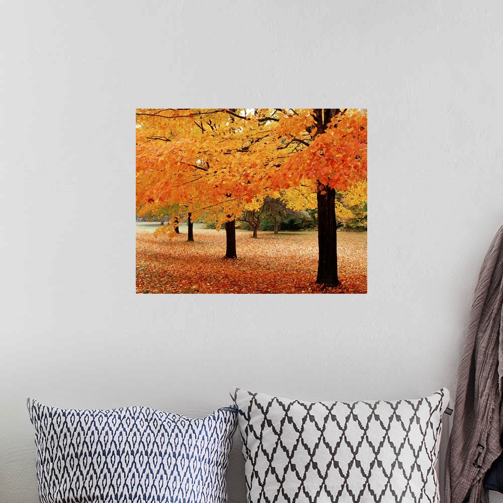 A bohemian room featuring A photograph taken in a park during the fall with tree branches hanging down and leaves covering ...