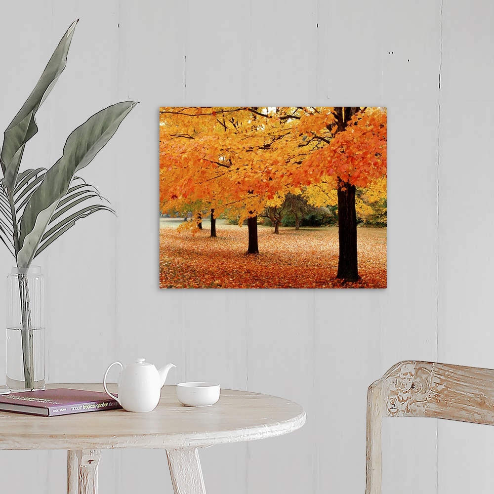 A farmhouse room featuring A photograph taken in a park during the fall with tree branches hanging down and leaves covering ...