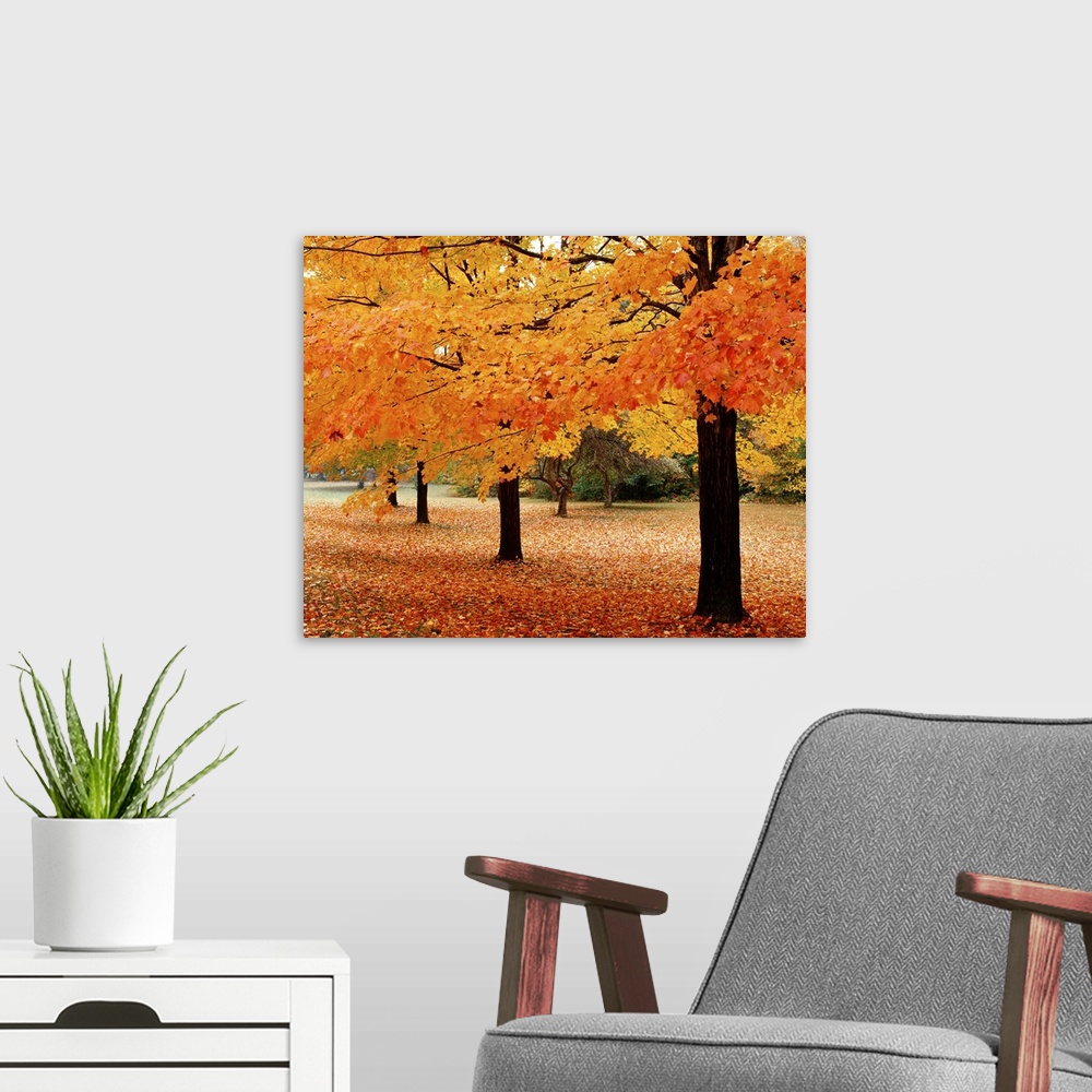 A modern room featuring A photograph taken in a park during the fall with tree branches hanging down and leaves covering ...